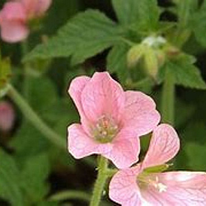 Geranium ox. 'Wageningen' GM P9