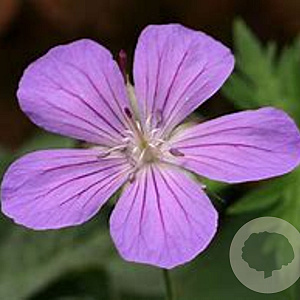 Geranium 'Purple Rain' GM P9