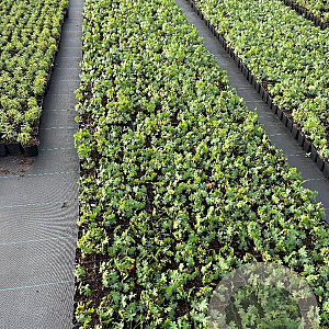 Geranium sang. 'Album' GM P9