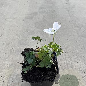 Geranium sang. 'Album' GM P9