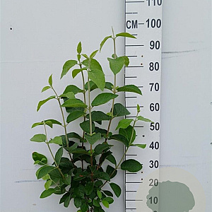 Viburnum lantana 80-100 cm 10L