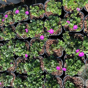 Geranium sang. 'Max Frei' GM 2,0L