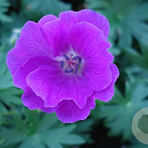 Geranium sang. 'New Hampsh. Purple' GM P9