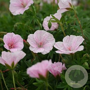 Geranium sang. 'Pink Diadem' GM P9