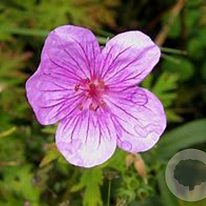 Geranium sobol. 'Butterfly Kisses' GM P9