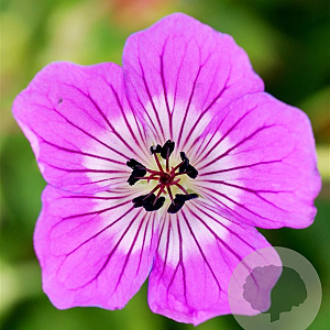 Geranium w. 'Kelly Anne' GM P9