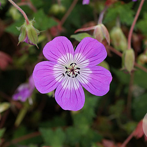 Geranium w. 'Kelly Anne' GM P9