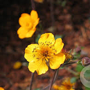 Geum 'Georgenberg' GM P9