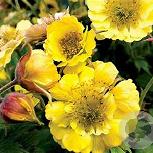 Geum Tempo Yellow GM P9