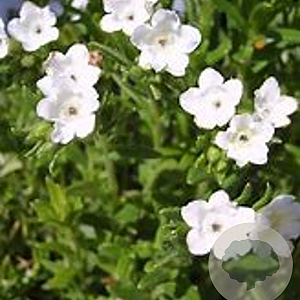 Lithodora d. 'Alba' GM P9