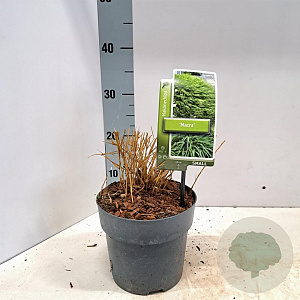 Hakonechloa macra 20-25 cm 2,0L