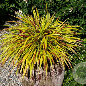 Hakonechloa macra Sunflare GM P9
