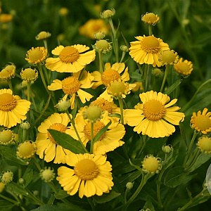 Helenium 'Kanaria' GM P9