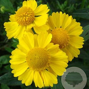 Helenium 'Kanaria' GM P9