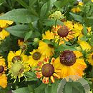 Helenium 'Lukas' GM P9