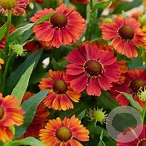 Helenium 'Tom' GM P9
