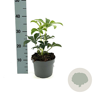 Helleborus orientalis GM 2,0L