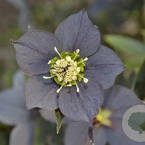 Helleborus o. 'Slaty Blue' GM P9