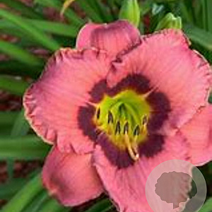 Hemerocallis 'Always Afternoon' GM P9