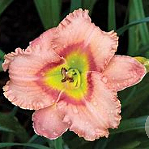 Hemerocallis 'Longfields Glory' GM P9