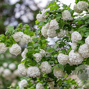 Viburnum opulus 'Roseum' 80-100 cm 10L