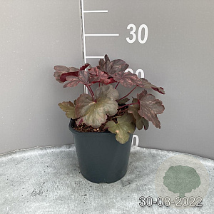 Heuchera 'Cherry Cola' GM 2,0L