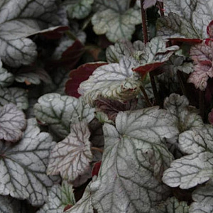 Heuchera 'Cinnabar Silver' GM P9