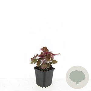 Heuchera m. 'Palace Purple' GM P9