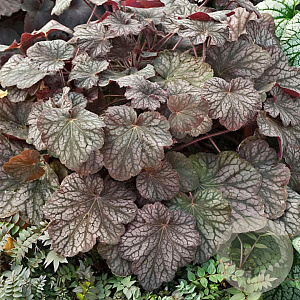 Heuchera 'Pinot Noir' GM P9
