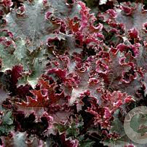 Heuchera 'Purple Petticoats' GM P9