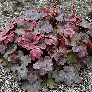 Heuchera 'Root Beer' GM P9