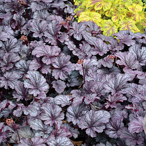 Heuchera 'Shanghai' GM P9