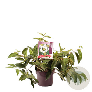 Viburnum plic. 'Mariesii' 30-40 cm 5,0L