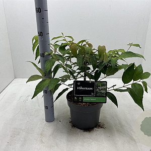Viburnum plic. 'Mariesii' 30-40 cm 5,0L