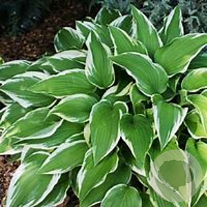 Hosta 'Antioch' GM P9