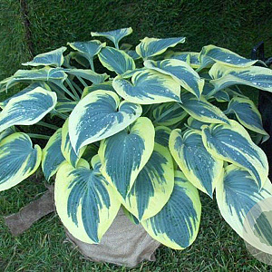 Hosta 'First Frost' GM P9