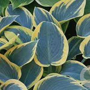 Hosta 'First Frost' GM P9