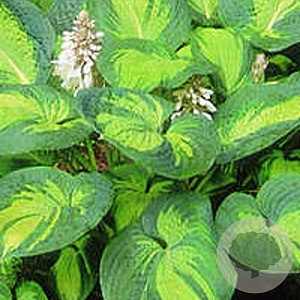 Hosta 'Great Expectations' GM P9