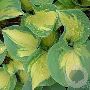 Hosta 'Great Expectations' GM P9