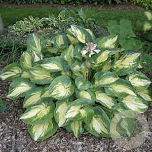 Hosta 'Great Expectations' GM P9
