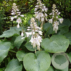 Hosta sieb. 'Semperaurea' GM P9