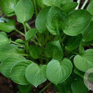 Hosta 'Teaspoon' GM P9