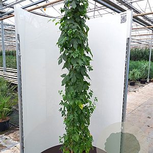 Humulus l. 'Nordbrau' 80 cm rozenpot 2L