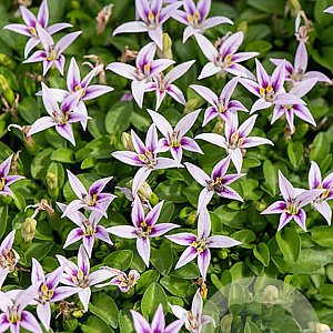 Hypsela reniformis GM P9