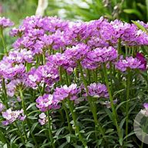 Iberis Absolutely Amethyst GM 2,0L