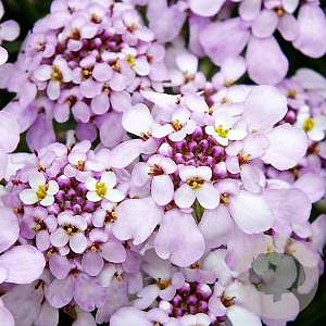 Iberis semp. 'Pink Ice' GM P9