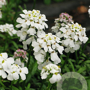 Iberis semp. 'Schneeflocke' GM P9