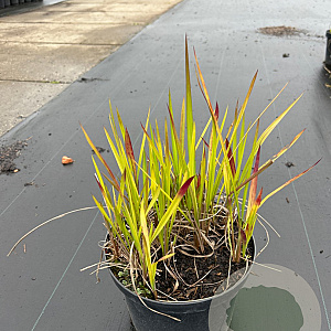 Imperata "Red Baron" GM C5