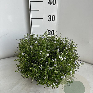 Isotoma fluviatilis GM 2,0L