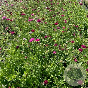 Knautia macedonica GM 2,0L